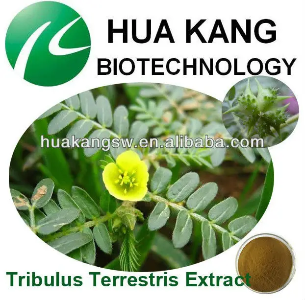 Extracto De La Planta Fabricante Extracto De Tribulus Terrestris Buy Extracto De Tribulus Terrestris Product On Alibaba Com
