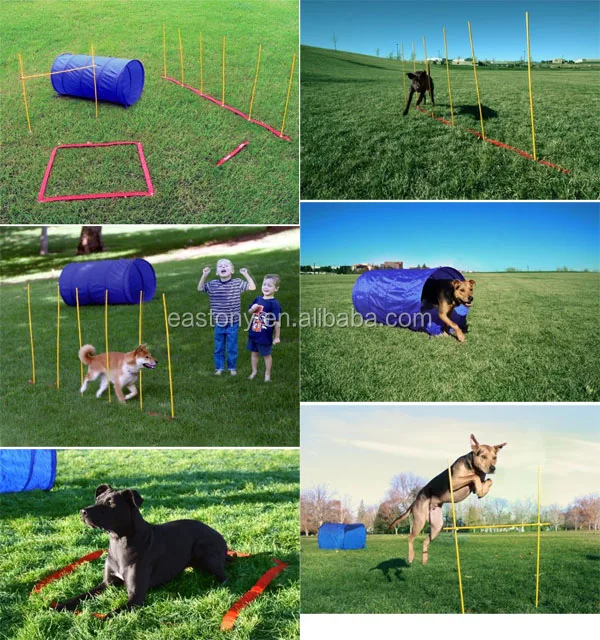 dog agility starter kit
