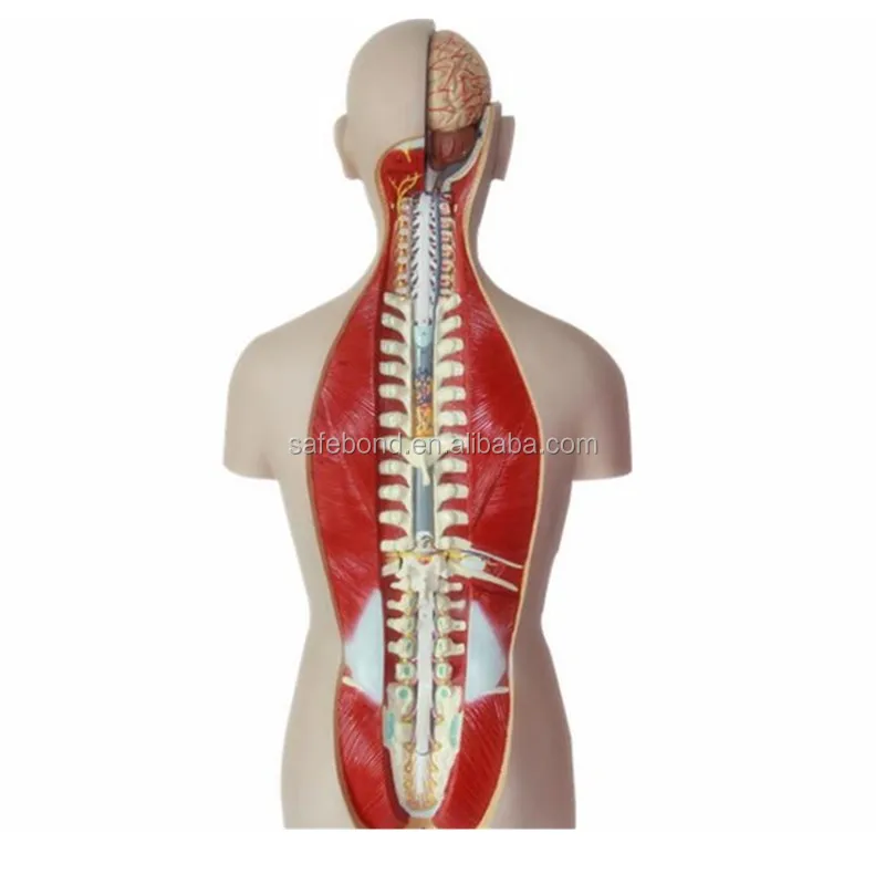Модель человеческих органов, манекен, медицинская научная обучающая модель, модель человеческих органов с 15 частями для школы, портативная половина тела
