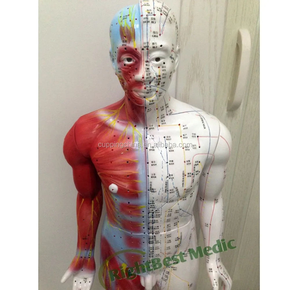 Модель человеческого тела 55 см, демонстрирующая китайские акупунктурные точки, мужские акупунктурные точки и модель мышц, акупунктурная модель Poitn
