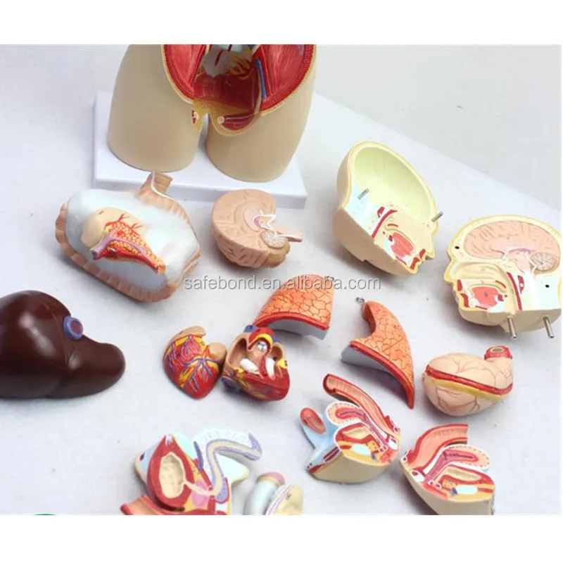 Модель человеческих органов, манекен, медицинская научная обучающая модель, модель человеческих органов с 15 частями для школы, портативная половина тела