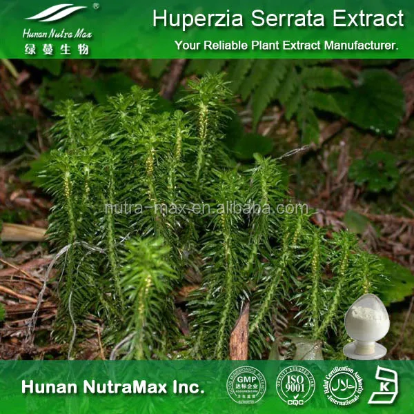 tiliacora triandra plant  Tiliacora triandra Colebr diels 100g ( Barcode 501030197)  CHAMPA  GARDEN SHOP