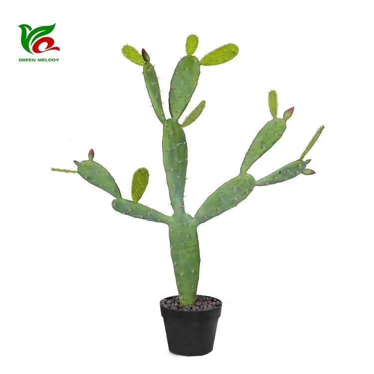 gummibaum baum Gummibaum kaufen | Ficus elastica 'Robusta'