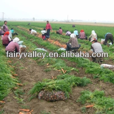 جميع Varietis ذات جودة عالية مشروب الجزر بذور للزراعة Buy بذور الجزر بذور الجزر الأرجواني بذور الجزر البرية Product On Alibaba Com