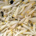 20pcs lot Silicone fish shaped fishing Artificial lure bait 5cm soft Silicone Tiddler Bait fishing lure