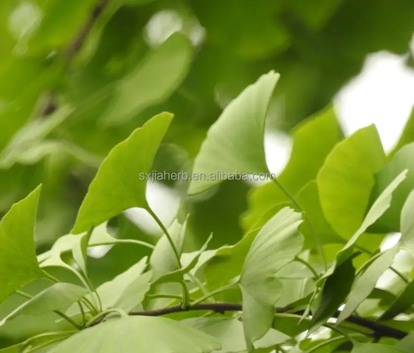 Buy Ginkgo Biloba Extract Product On Alibaba Com