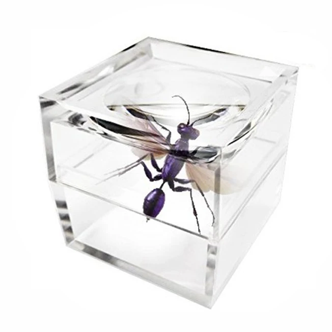 Transparent Magnifying Bug Box Educational Mini Toy Magnifier Box for Scientific Observing Insect