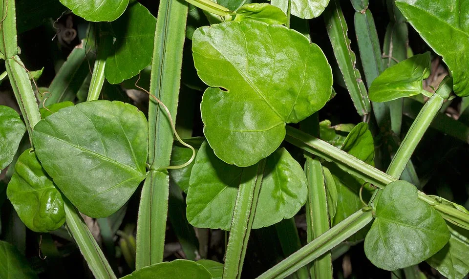 Cissus Quadrangularis : quels sont ces effets sur la fonction hormonale