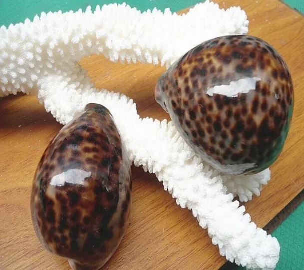Big Wholesale tiger Cowrie Seashells in Promotion
