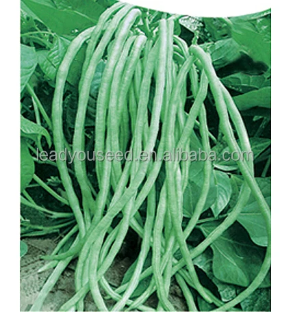 フレームbe06ouki必要はありませんライトグリーン長い豆の種子販売 Buy 長い豆の種子 緑長い豆の種子 豆の種子販売 Product On Alibaba Com