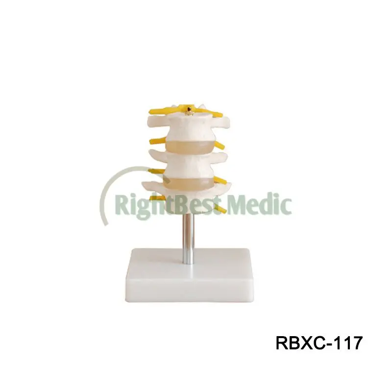 В натуральную величину позвоночного столба с тазом и головами бедренной кости медицинских и биологических учебное пособие анатомическая модель