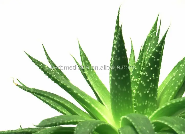 Ham doal yeil renk kurutulmu Aloes yaprak Aloe vera ay