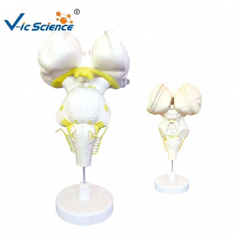 Medical Anatomical Enlarged Brain Stem Model Medical Science Education 