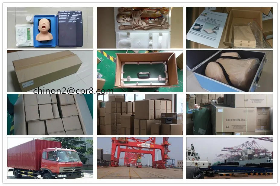 
Медицинская анатомическая модель человеческого позвоночника естественного размера 