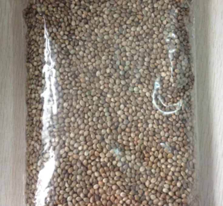 Семена конопли в китае что такое тор браузер и для чего он нужен в hydraruzxpnew4af
