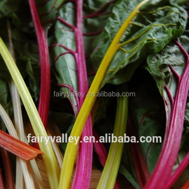 rainbow swiss chard seeds for growing