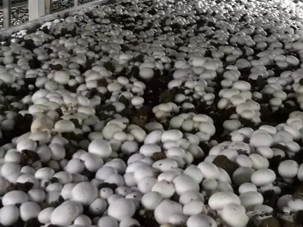 Свежий белый гриб Detan