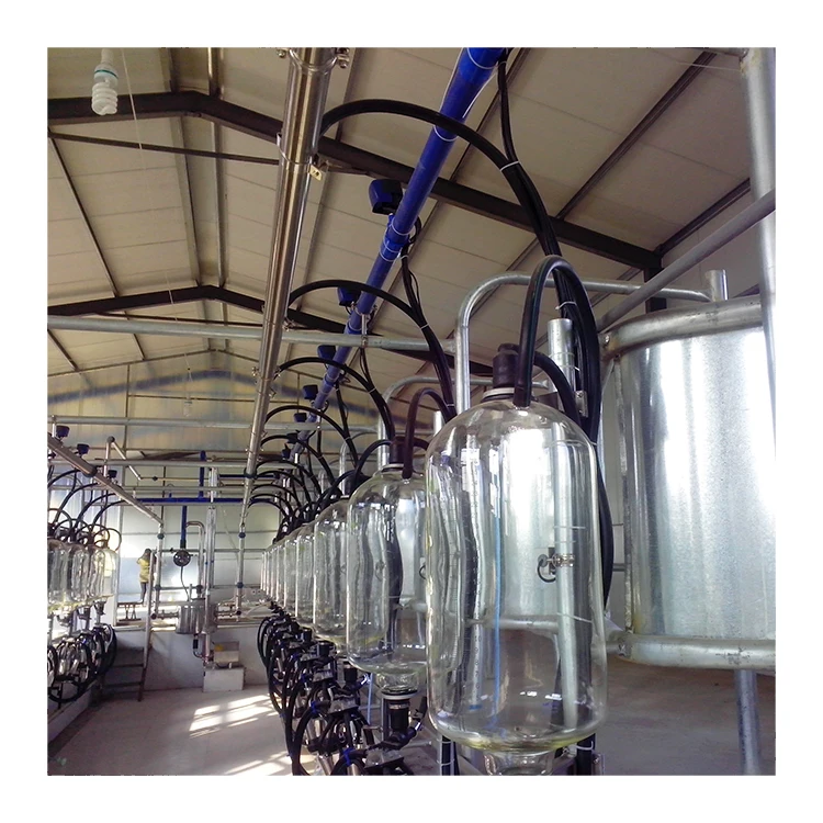 Hot Sale Automatic Milking System Cow