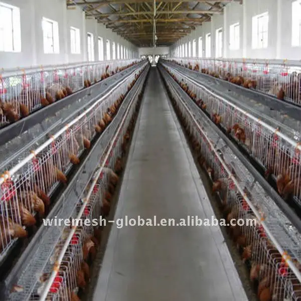 Download Design Layer Poultry Farm Design Equipment Chicken Cages Buy Design Layer Chicken Cages Poultry Farm Design Cage Chicken Laying Cage Product On Alibaba Com