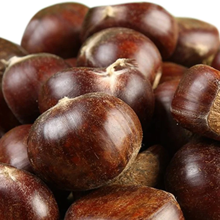 New Crop Fresh Chestnut is the best fruit and vegetables