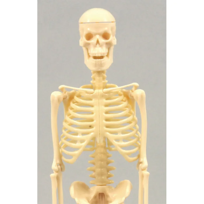 Модель человеческого тела, научные наборы, игрушка для детей