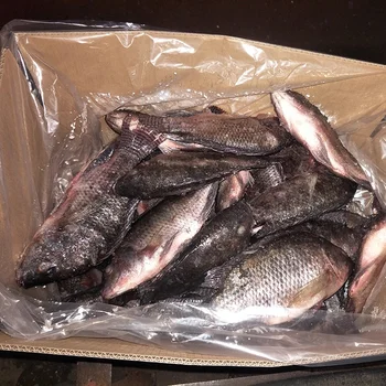 Fresh Frozen Black Tilapia Fish Best Quality to African countries Wholesale price
