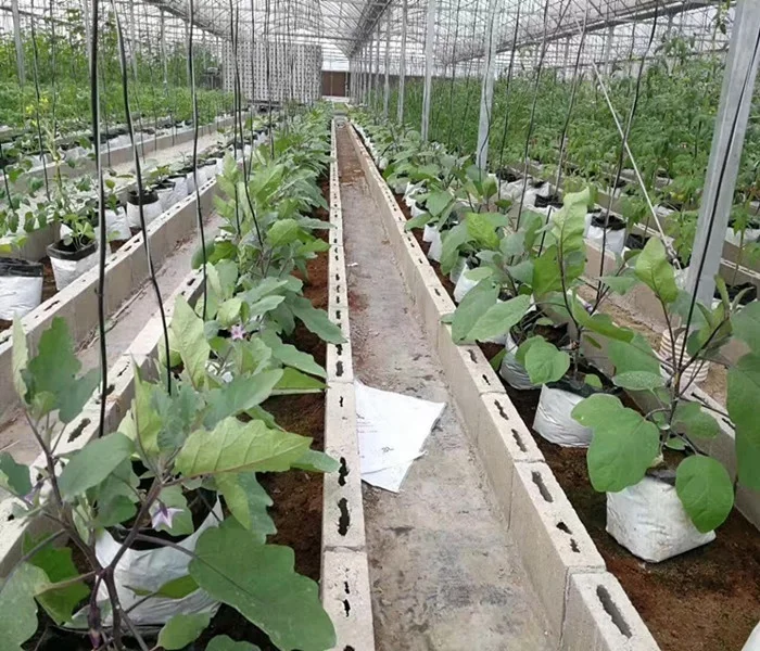LDPE UV Treated Black White Poly Plant Bag for Tomatoes Plantation