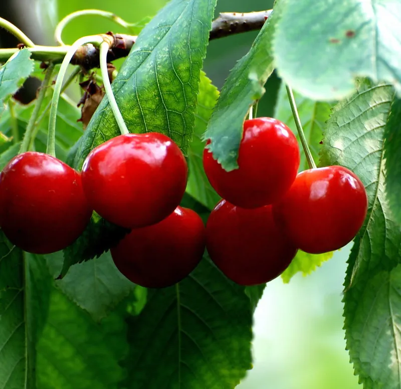 Fruit Tree Seeds Sale / Discount Rare Fruit Tree Seeds 2021 On Sale At Dhgate Com - Click or call to place your order with fast and free shipping on orders over $75.