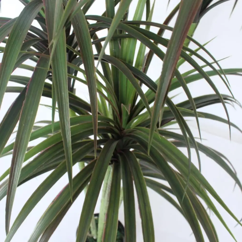 Item NO 5135 185CM Artificial Yucca Rostrata Tree Durable and Versatile Indoor/Outdoor Artificial Plant