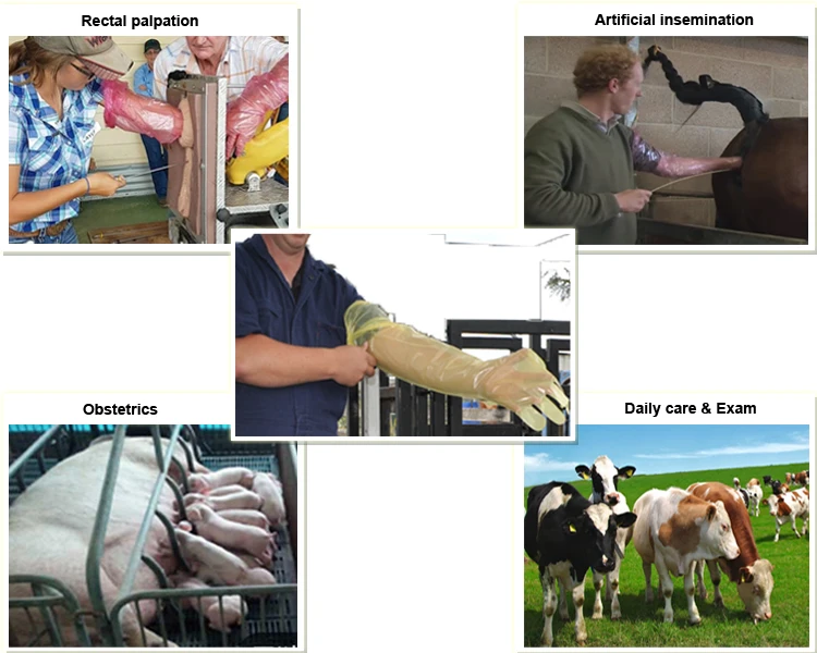 veterinary gloves.jpg
