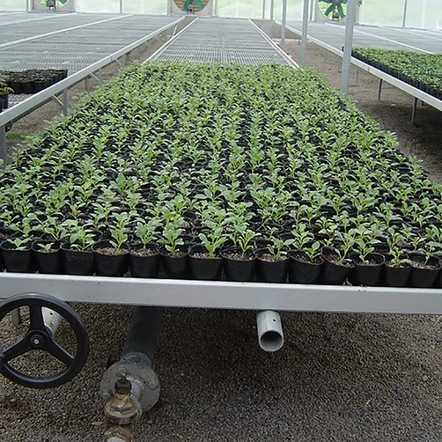 Ebb and Flow Rolling Bench for Seedling in Greenhouse