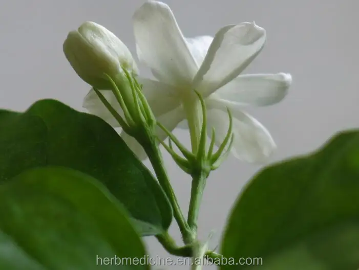 Dried Loose White Arabian Jasmine Flowers From Jasminum Sambac For Blooming  Flower Tea - Buy Dried Loose White Arabian Jasmine Flowers From Jasminum  Sambac For Blooming Flower Tea Product on