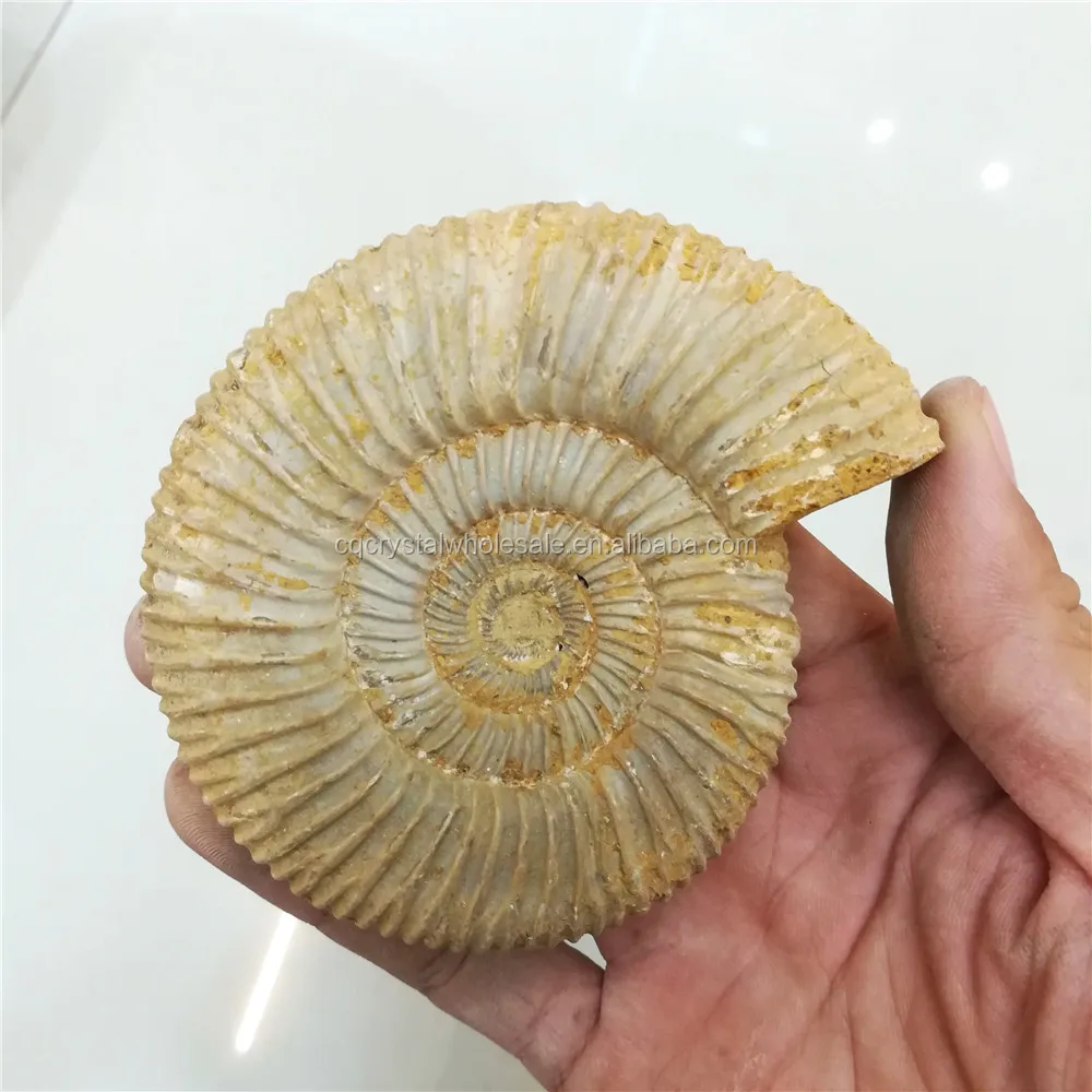 Giá Của Ốc Tự Nhiên Hóa Thạch Ammonite Hóa Thạch Để Bán - Buy Ammonite Hóa  Thạch,Ammonite Hóa Thạch Để Bán,Giá Của Ốc Tự Nhiên Hóa Thạch Ammonite Hóa  Thạch Để Bán