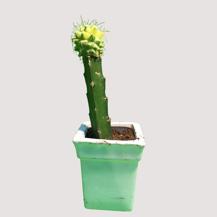 Bonsai Indoor Grafted Yellow Moon Cactus Gymnocalycium Mihanovichii Buy Cactus Gymnocalycium Mihanovichii Bonsai Indoor Product On Alibaba Com