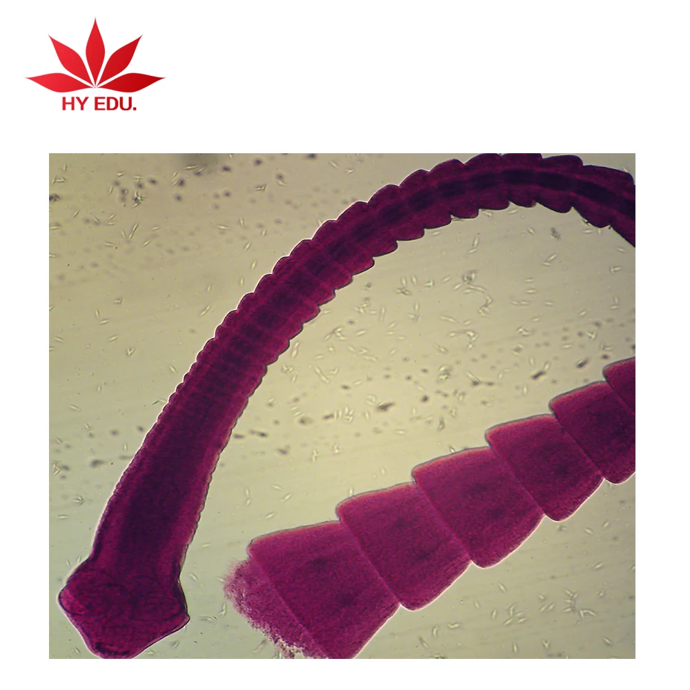 
 Прямая поставка с завода 42 шт. для медицинской школы, набор слайдов для микроскопа, подготовленных параразитологией  