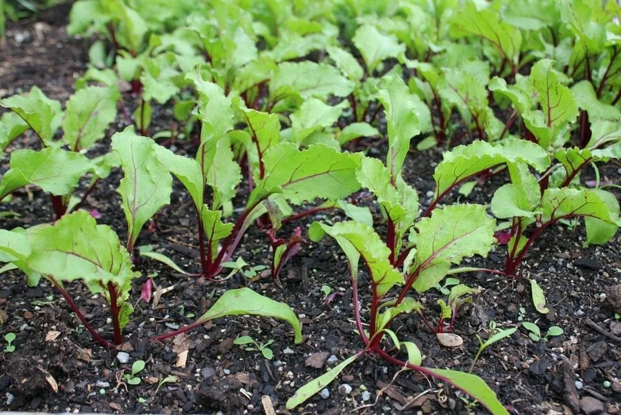 Manual Vegetable Hand Seed Planter for Beet