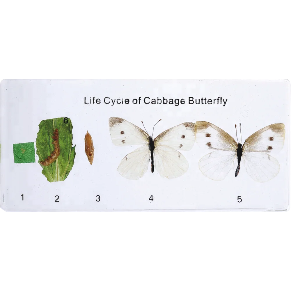 Cabbage White Butterfly Life Cycle