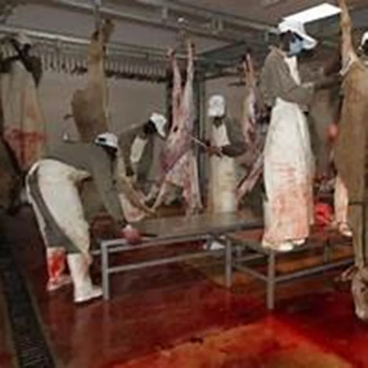 High quality processing and slaughtering machine for donkey meat producers