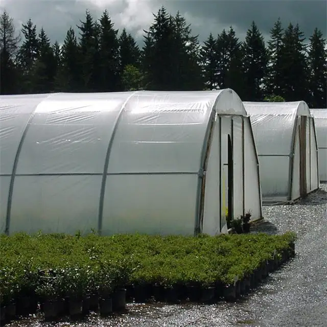 Single Span Tunnel Greenhouse for Tomato and Vegetable