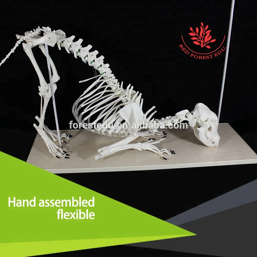 
 Модель каркаса для ветеринарии, анатомия животных, волк, собака  