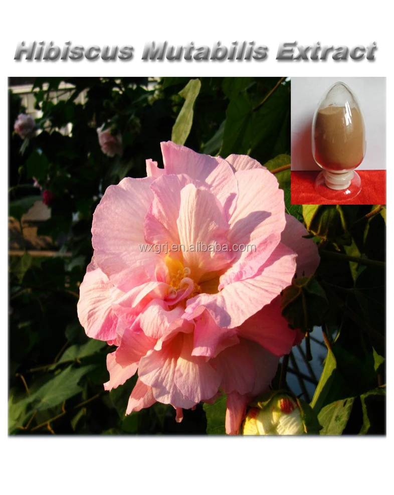 Hibiscus Mutabilis Cottonrose Hibiscus Extract Powder Oem Service Buy Hibiscus Mutabilis Extract Powder Cottonrose Hibiscus Extract Powder Anthocyanidins Vitamin C Product On Alibaba Com