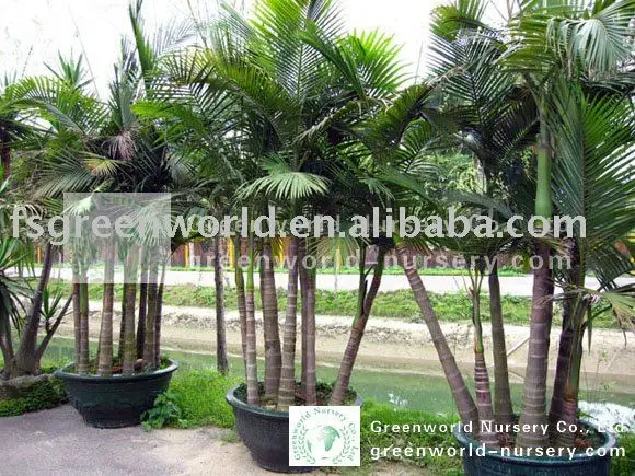 Archontophoenix Alexandrae Multi Trunk Palm Trees Buy Alexander Palm King Palm Alexandra Palm Product On Alibaba Com