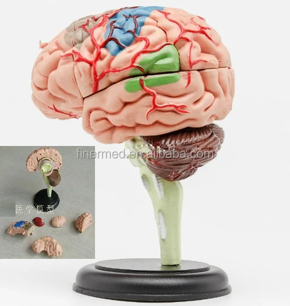 Modelo De Cérebro Anatômico 3d - Buy Modelo De Cérebro Anatômico,Modelo De  Cérebro 3d Anatômico,Modelo De Cérebro 3d Product on 