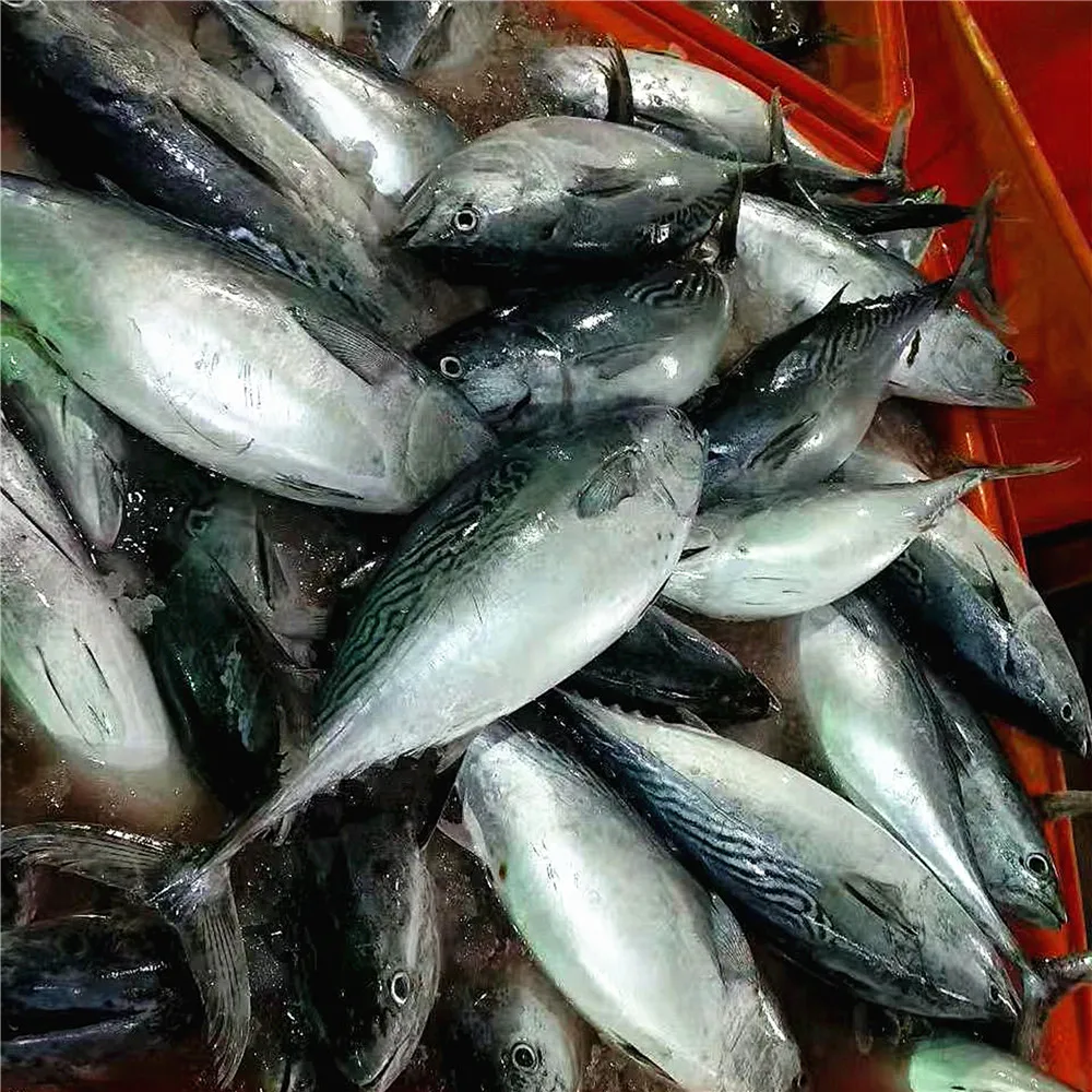 frozen skipjack bait for sale online