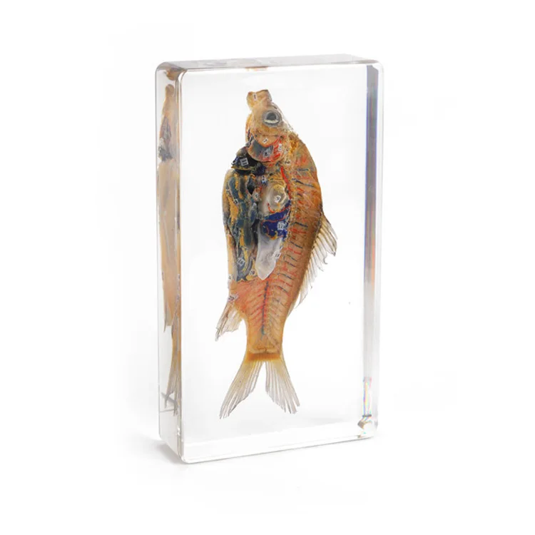 Biological Specimen of Fish Dissection