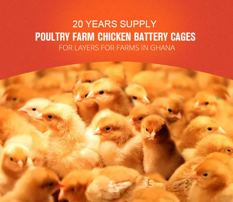 Automatic Pullet Baby Chicken Battery Brooder Cage For Day Old Layer