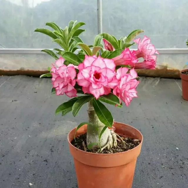 Multi Petals Grafted Adenium Obesum Desert Rose Plant For Sale Buy Desert Rose Plants For Sale Multi Petals Adenium Obesum Plant Grafted Desert Rose Plants Product On Alibaba Com