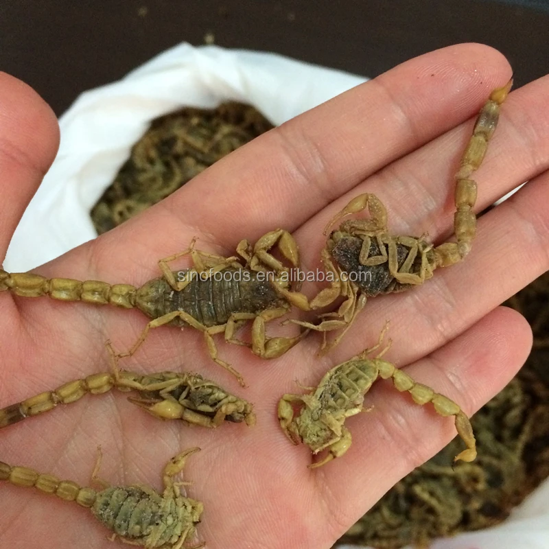 Quan Xie Natural Dried Scorpion whole dried Scorpio
