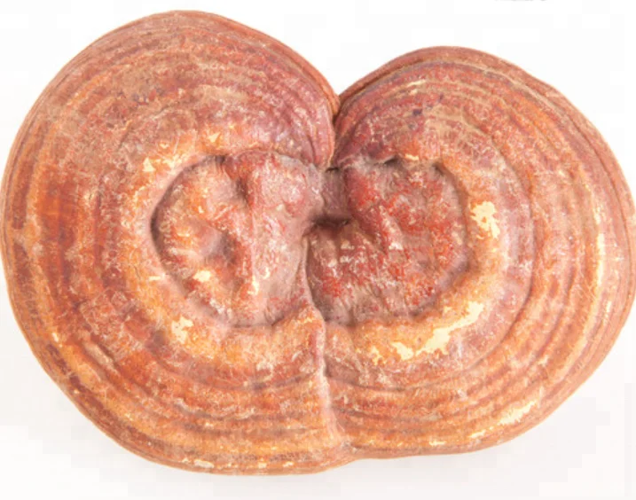 High Quality Raw Wholesale Dried Ganoderma Lucidum REIZHI Mushrooms Body