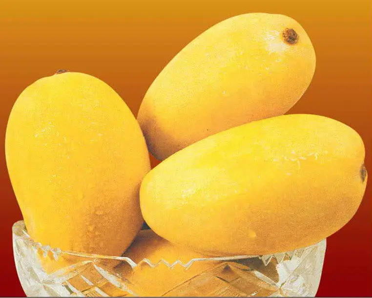 Chaunsa Mango True Multani - Buy Fresh Mango,Fresh Fruit,Pakistani Mango  Product on Alibaba.com